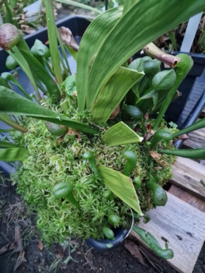 Darlingtonia californica