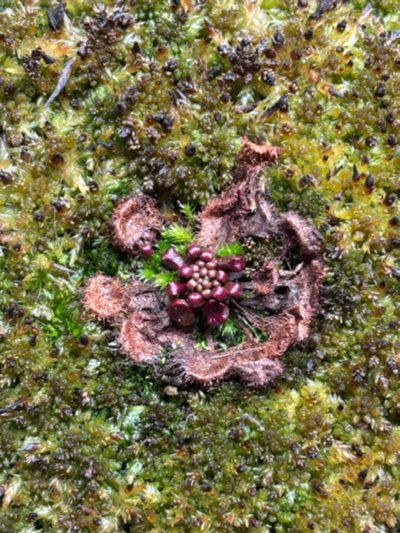 Photo de plante