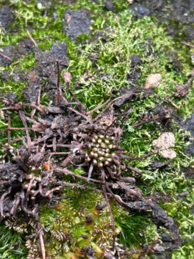 Photo de contribution