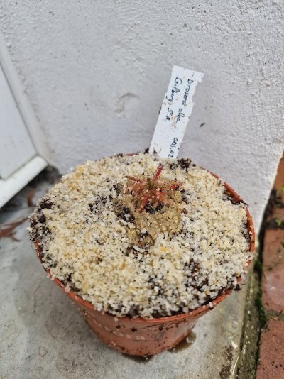 Drosera alba