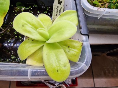 Pinguicula gigantea