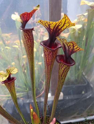 Sarracenia flava var. ornata