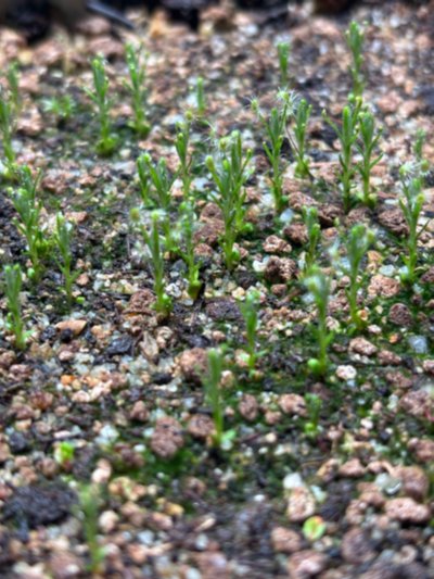 Plant photo