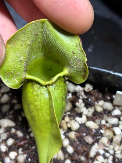 Sarracenia purpurea f. heterophylla