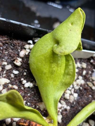 Plant photo