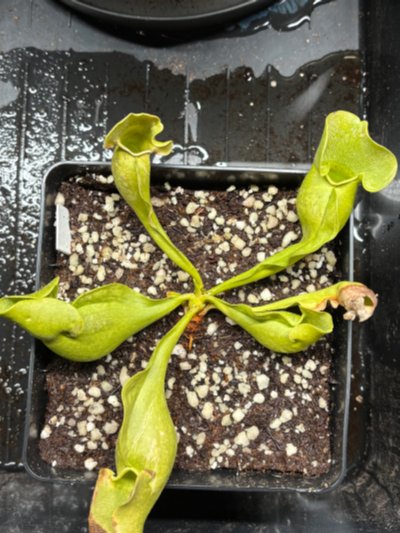 Plant photo