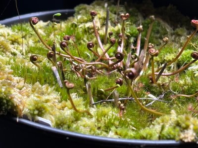 Plant photo