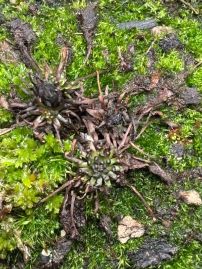 Drosera intermedia