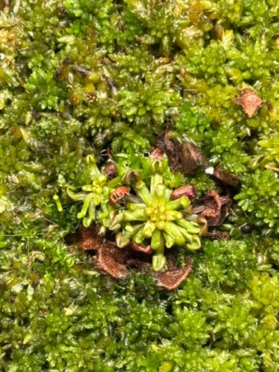 Drosera rotundifolia