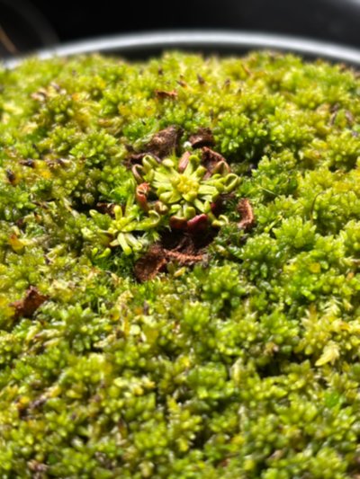 Drosera rotundifolia