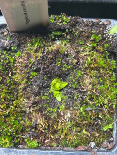 Photo de plante