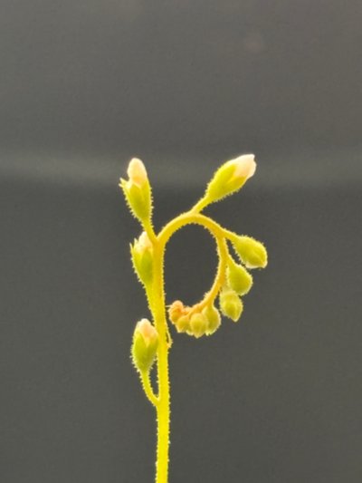 Plant photo
