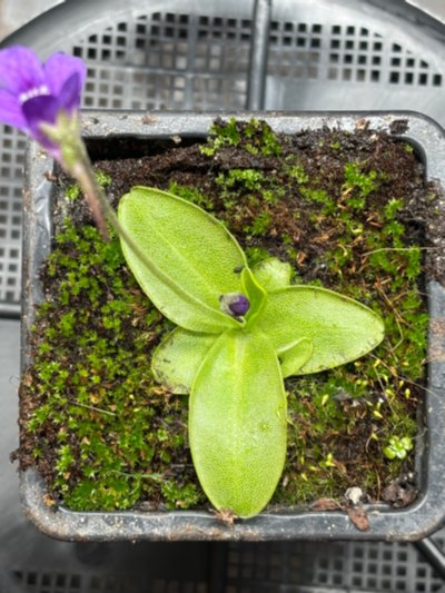 Photo de plante