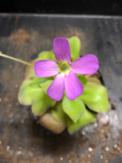 Plant photo