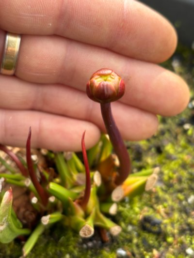 Photo de plante