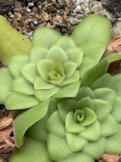 Photo de plante
