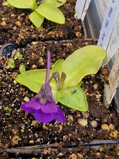 Plant photo