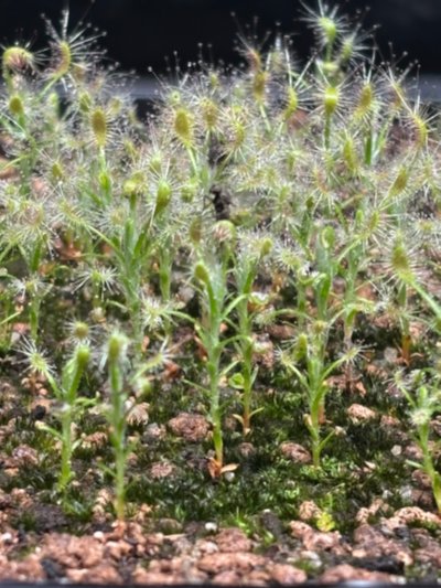 Plant photo