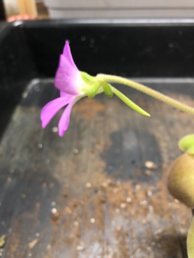 Plant photo