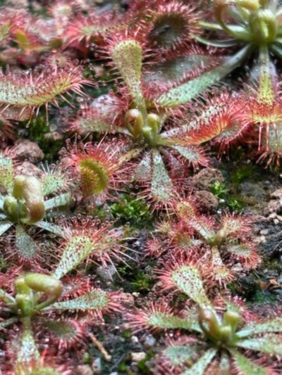 Drosera [spatulata x ultramafica]