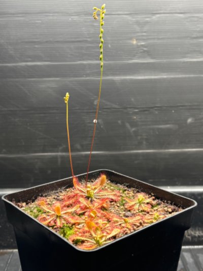 Photo de plante