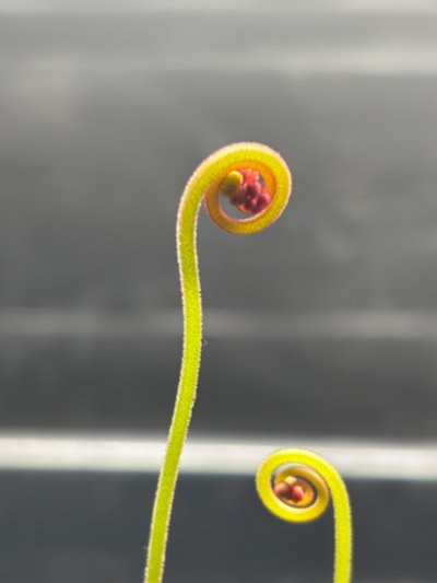 Photo de plante