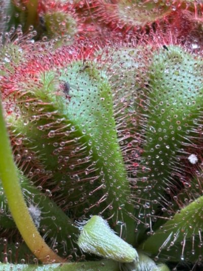 Drosera aliciae
