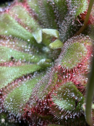 Drosera aliciae