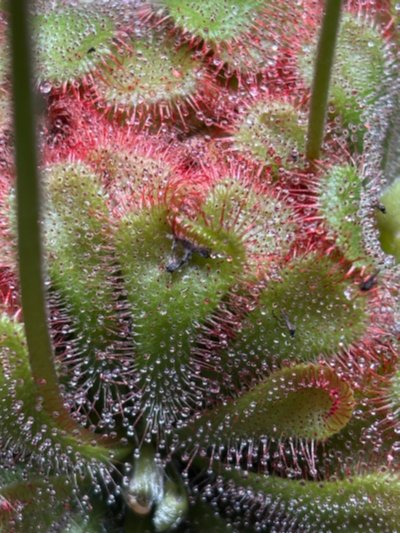 Plant photo