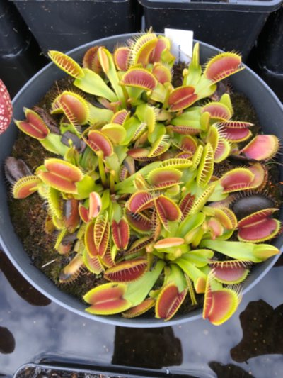 Photo de contribution