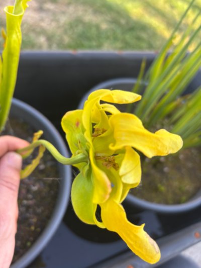 Photo de plante