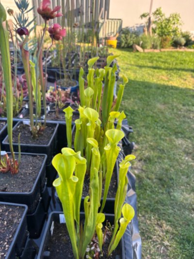 Sarracenia flava