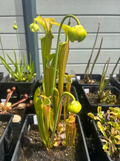 Photo de plante