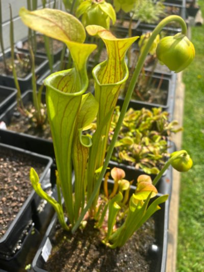 Sarracenia oreophila "heavy veined"
