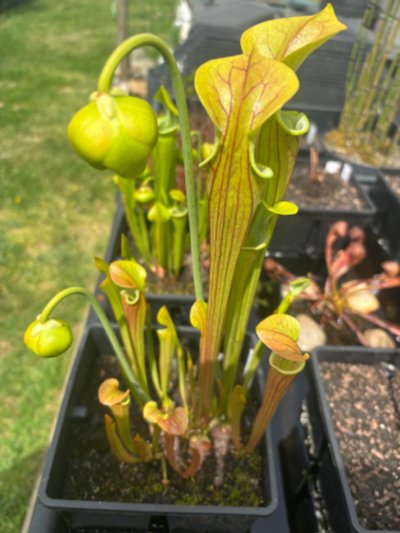 Photo de plante
