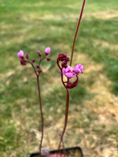 Plant photo