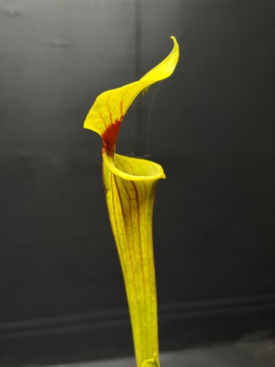 Plant photo