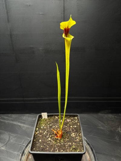 Photo de plante