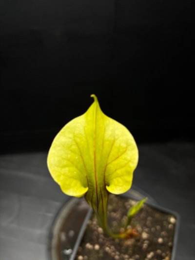 Plant photo
