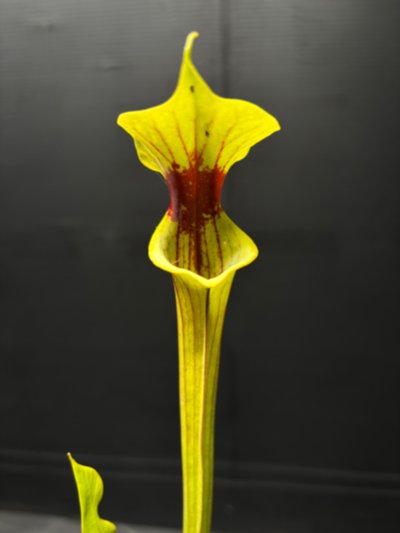 Plant photo