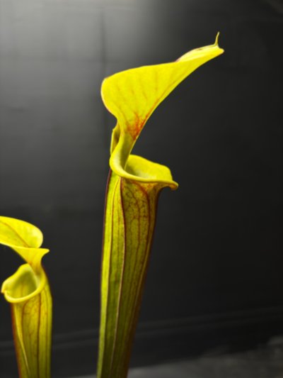 Sarracenia flava var. rubricorpora