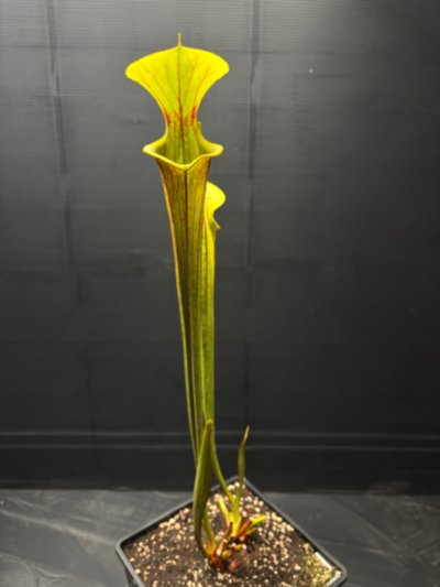 Photo de plante