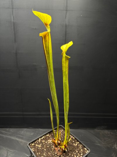 Photo de plante