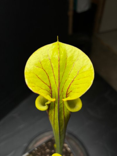Plant photo
