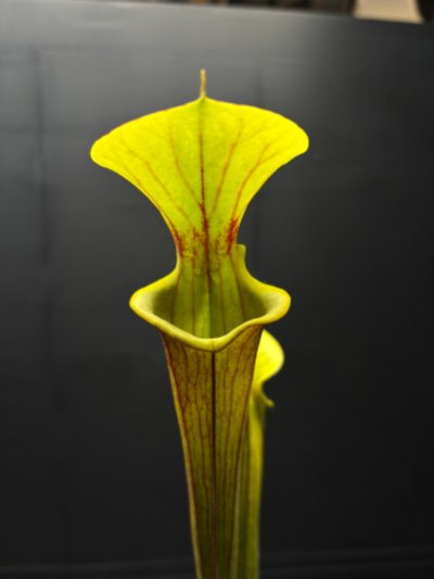 Plant photo