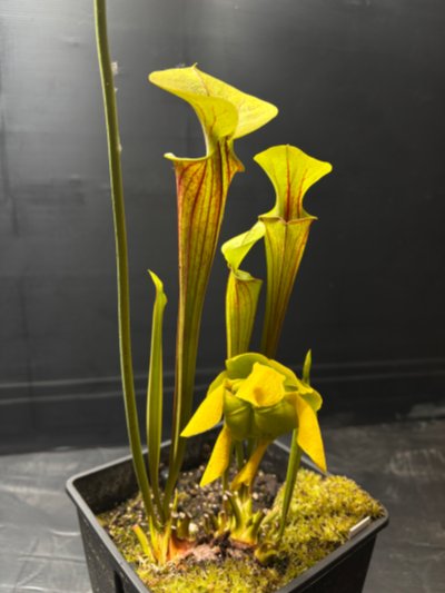 Plant photo
