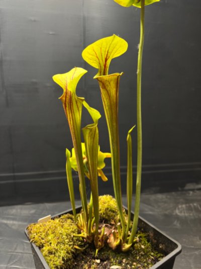Photo de plante
