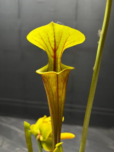Sarracenia [flava var. rubricorpora x flava var. atropurpurea]