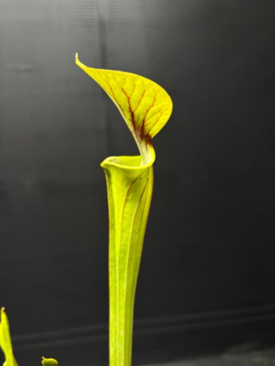 Sarracenia flava var. ornata