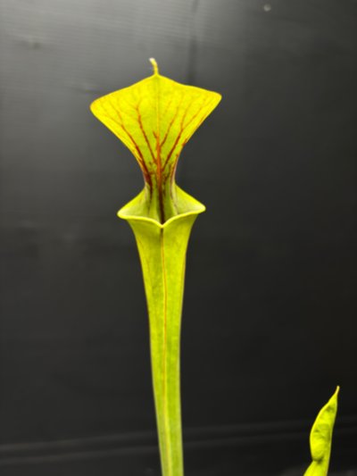 Plant photo